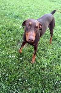Atlas aka Doby - Photo 8