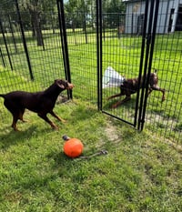 Atlas aka Doby - Photo 6