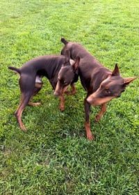 Atlas aka Doby - Photo 9