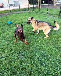Atlas aka Doby - Photo 5
