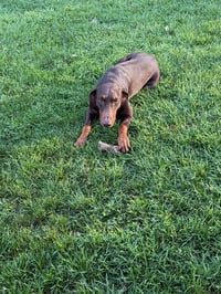 Atlas aka Doby - Photo 12