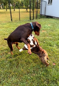 Atlas aka Doby - Photo 4