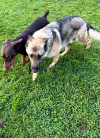 Atlas aka Doby - Photo 10