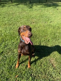 Atlas aka Doby - Photo 15