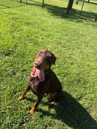 Atlas aka Doby - Photo 2