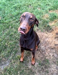 Atlas aka Doby - Photo 3