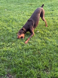Atlas aka Doby - Photo 13