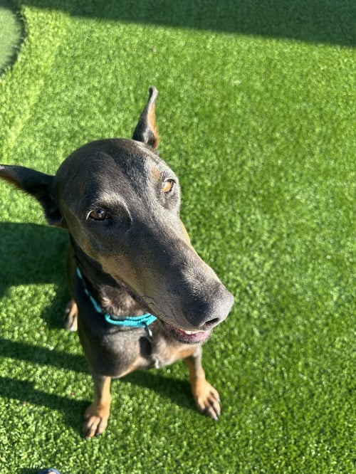 DIAMOND - Doberman Pinscher available for adoption