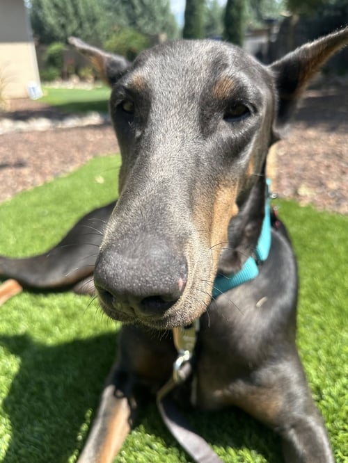 DIAMOND - Doberman Pinscher available for adoption