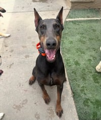 Diamond - Photo 8