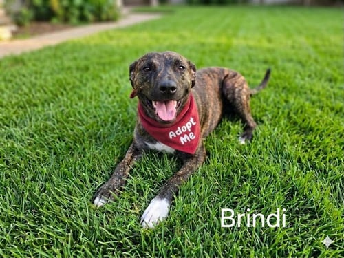 BINDI - Plott Hound available for adoption