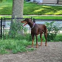 Dragon - Photo 11