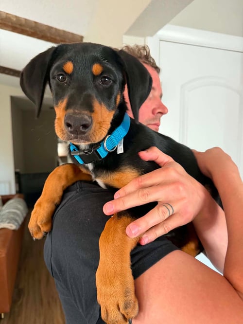 BO ADOPTION PENDING!