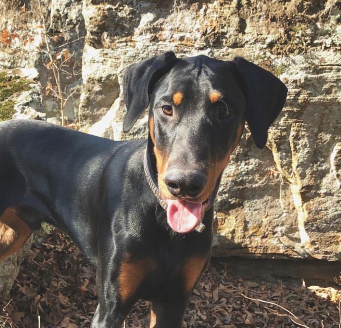 VINNY FOSTER NEEDED! - Doberman Pinscher available for adoption
