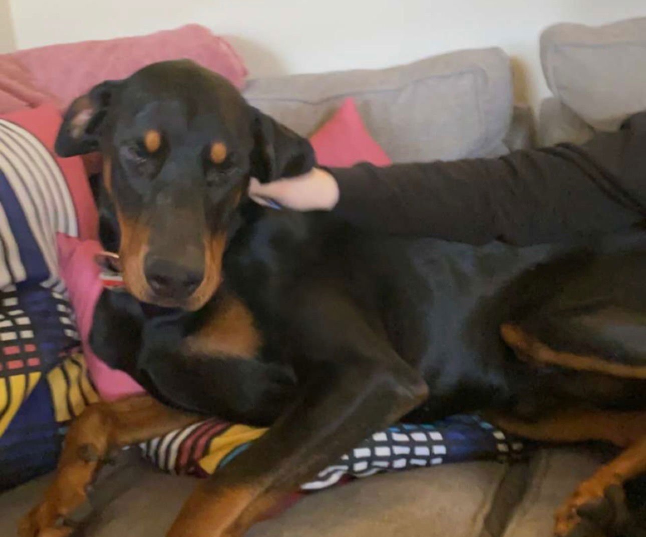 VINNY FOSTER NEEDED! - Doberman Pinscher available for adoption