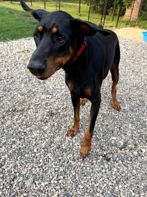 VINNY - Doberman Pinscher available for adoption
