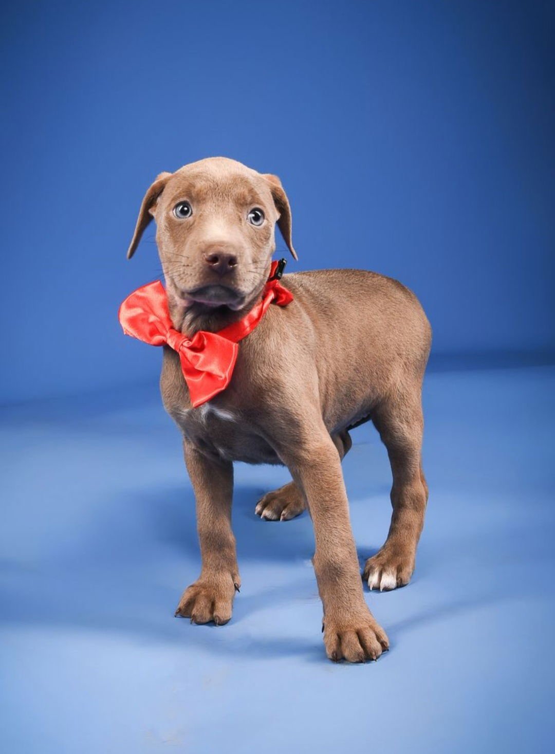 SYLVIA-ADOPTION PENDING! - Doberman Pinscher available for adoption