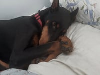 Tootsie - Photo 9