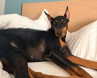 Tootsie - Photo 5