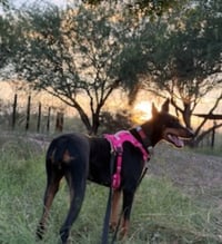 Tootsie - Photo 12