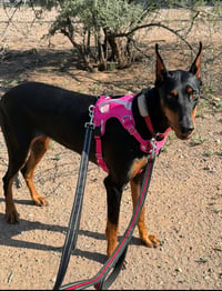 Tootsie - Photo 10