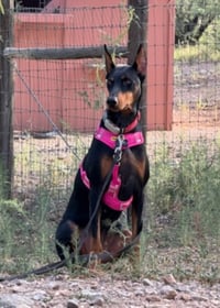 Tootsie - Photo 11