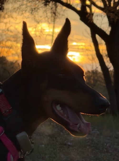 TOOTSIE - Doberman Pinscher available for adoption