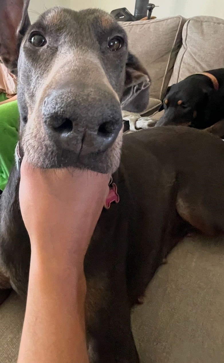 MAGGIE FOSTER NEEDED!! - Doberman Pinscher available for adoption