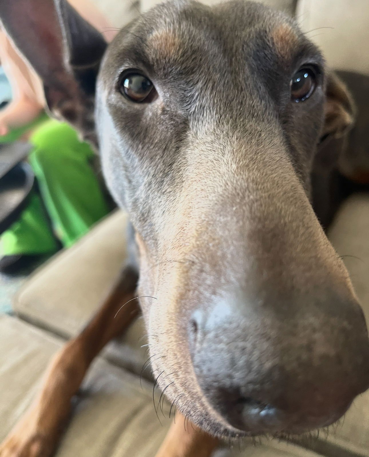 MAGGIE FOSTER NEEDED!! - Doberman Pinscher available for adoption