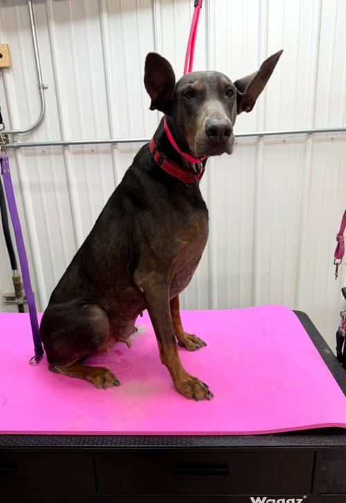 MAGGIE - Doberman Pinscher available for adoption
