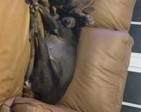 Maggie - Photo 6
