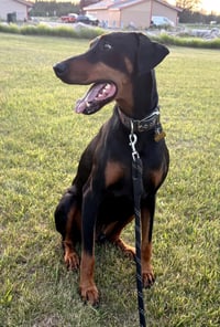 Talos Foster Needed!! - Photo 5