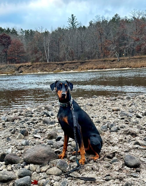TALOS FOSTER NEEDED!! - Doberman Pinscher available for adoption