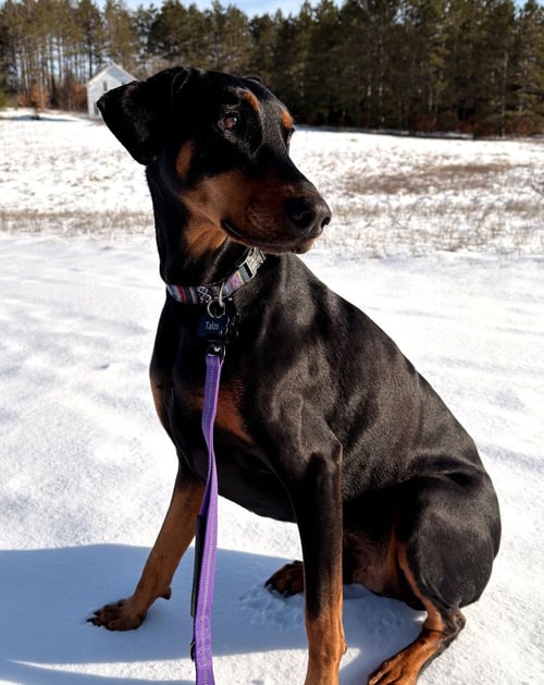 TALOS FOSTER NEEDED!! - Doberman Pinscher available for adoption