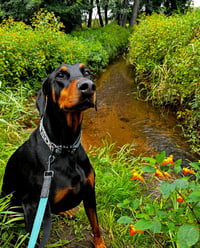 Talos Foster Needed!! - Photo 3