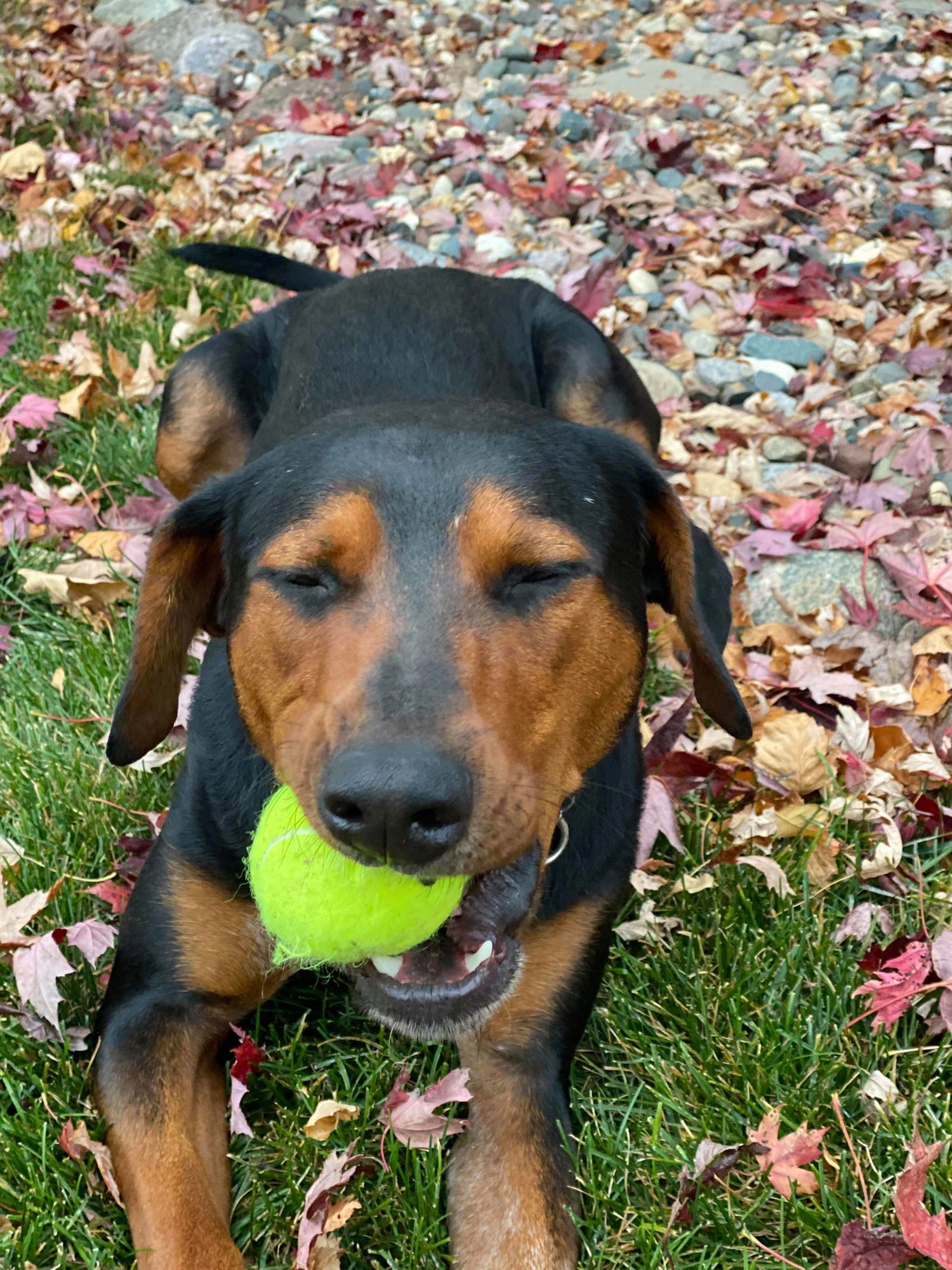 DYNO - Doberman Pinscher available for adoption