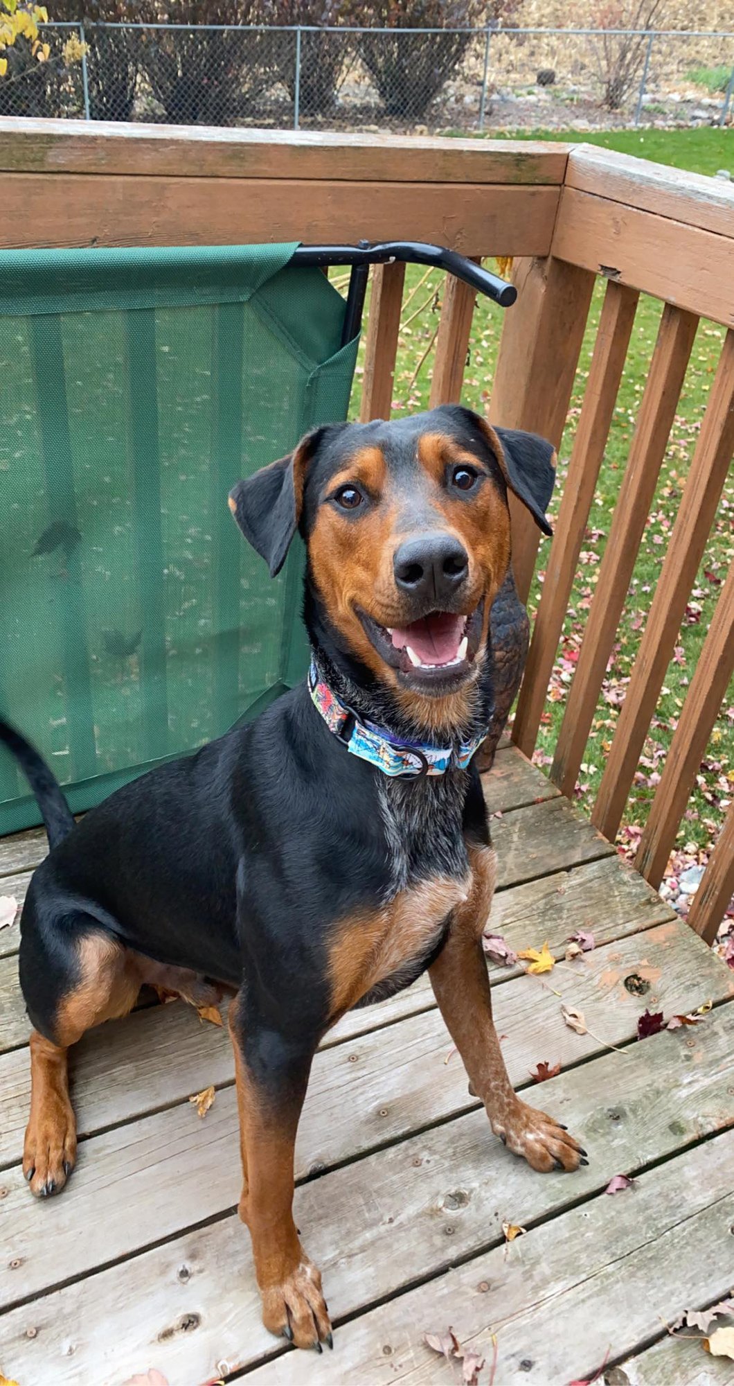 DYNO - Doberman Pinscher available for adoption