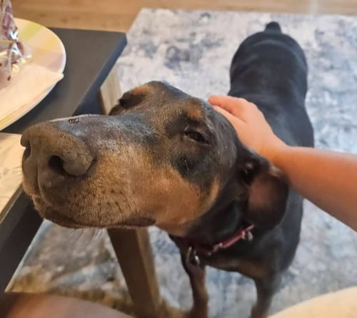 DIANA - Doberman Pinscher available for adoption