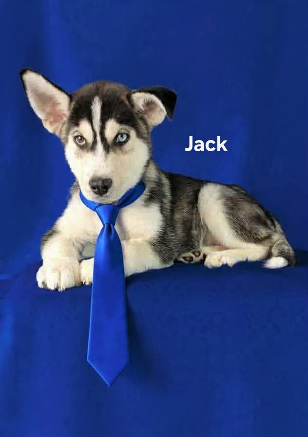JACK - Siberian Husky / Husky for adoption in Wilmington