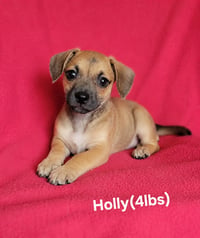 Holly(4lbs) - Photo 1