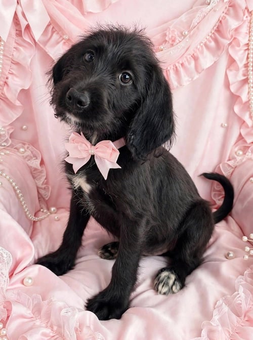 BROOKE - Labrador Retriever / Poodle (Miniature) available for adoption