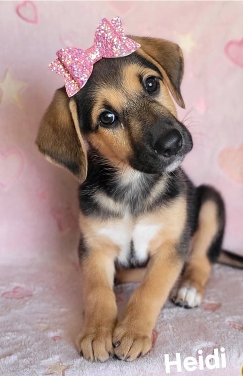 HEIDI - German Shepherd Dog / Labrador Retriever for adoption in Wilmington
