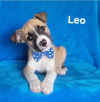 Leo - Photo 1