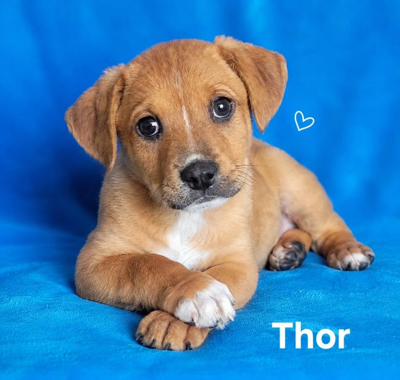 Thor Image
