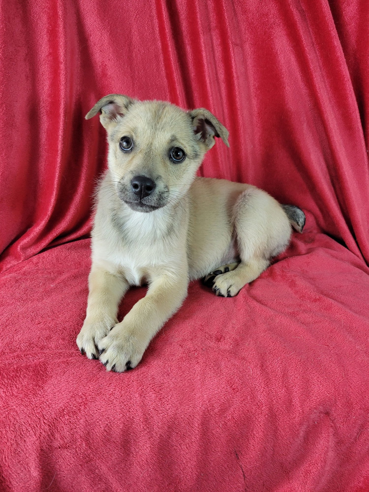 FARRAH - Labrador Retriever / German Shepherd Dog available for adoption