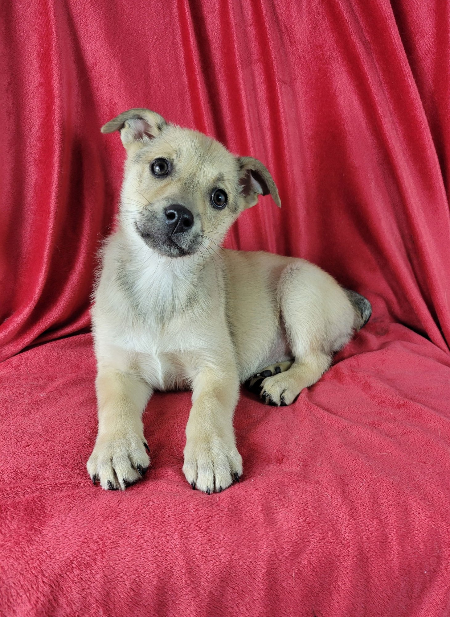 FARRAH - Labrador Retriever / German Shepherd Dog available for adoption