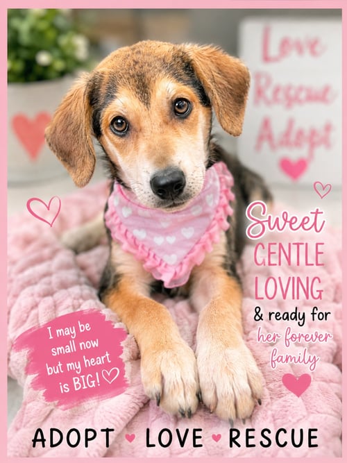 BAILEY (REHOMING FEE $200)