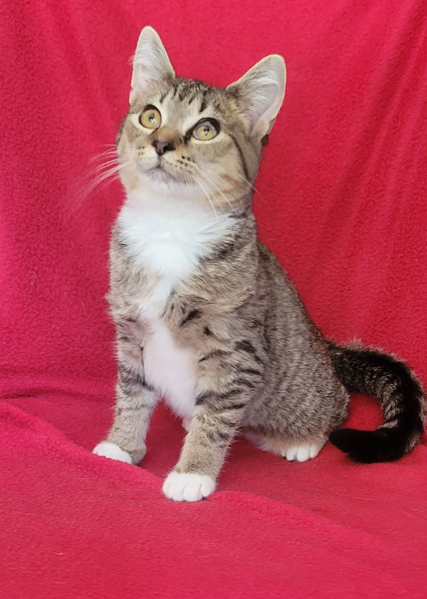 JUNEBUG-KITTEN - Unknown available for adoption