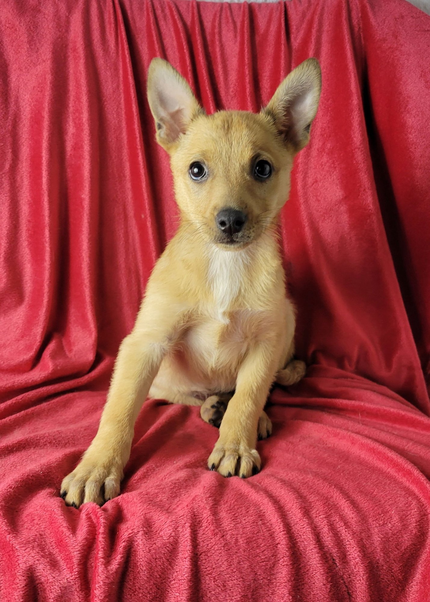 JAZZIE - Golden Retriever / German Shepherd Dog available for adoption