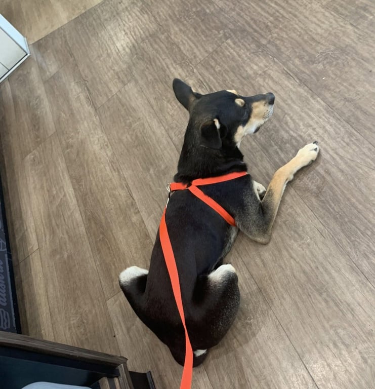 Dutch (Rehoming Fee $50) Image
